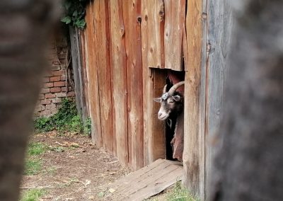 Hájenka (6)